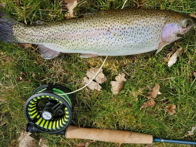 Regenbogenforelle