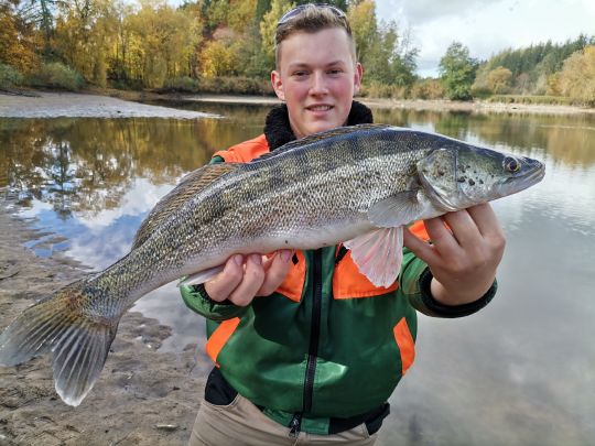 Zander