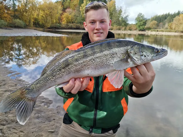 Zander