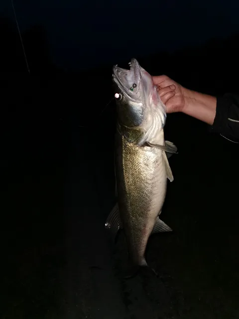 Zander