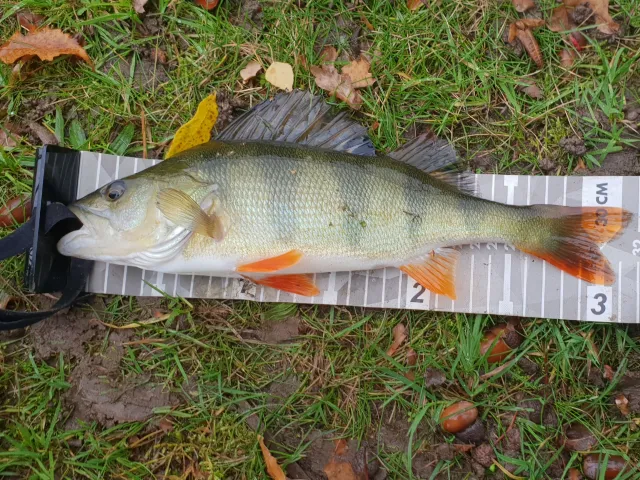 Flussbarsch