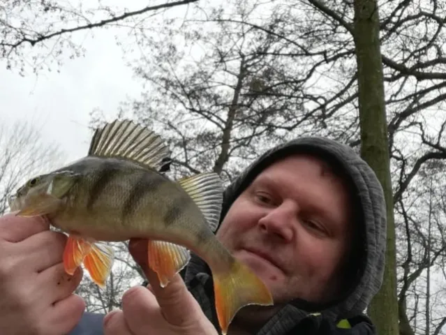 Flussbarsch