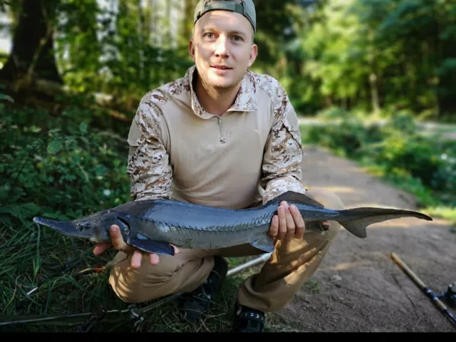 Stör