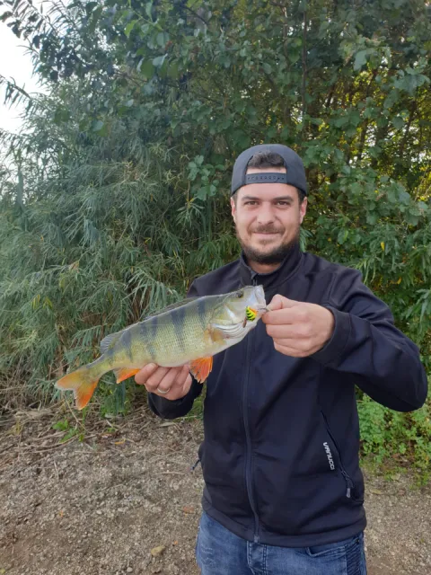 Flussbarsch