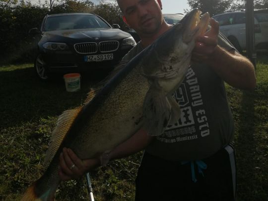 Zander