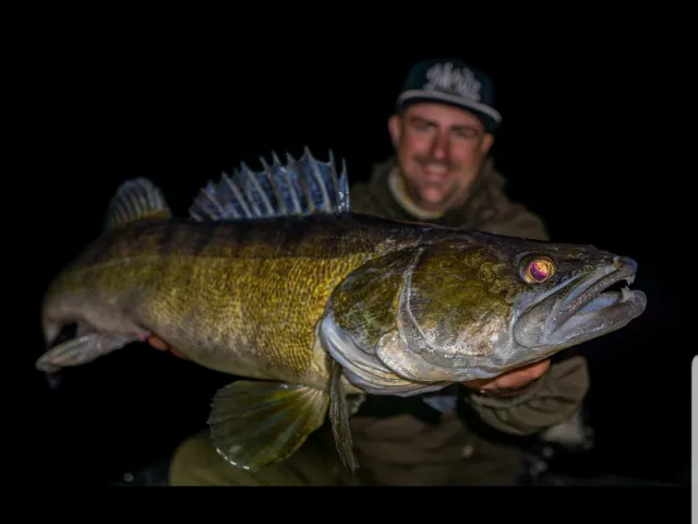 Zander