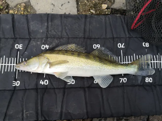Zander