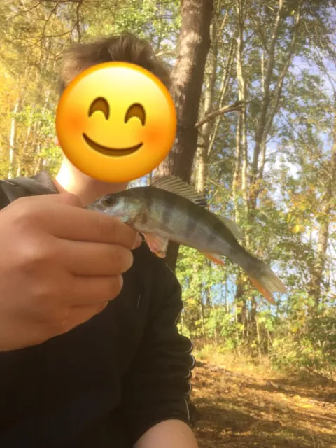 Flussbarsch