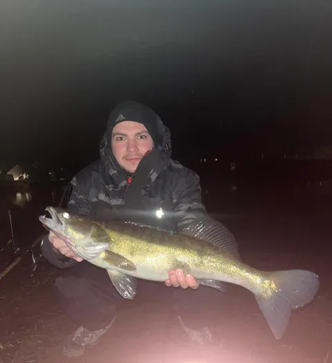 Zander