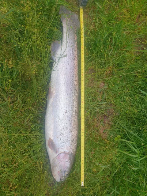 Regenbogenforelle