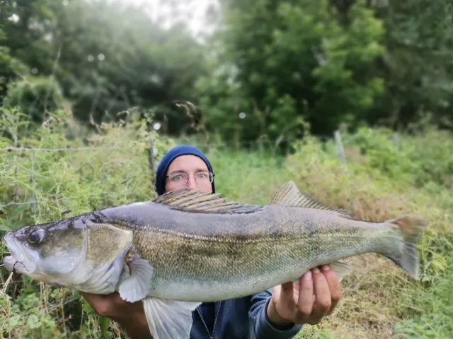 Zander