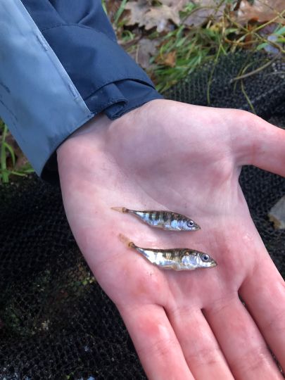 Dreistachliger Stichling