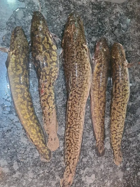 Quappe