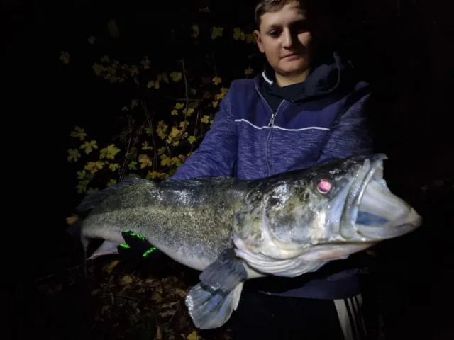 Zander