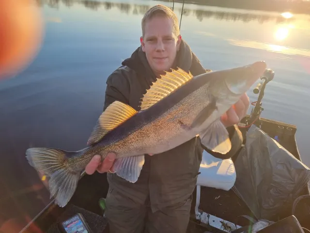 Zander