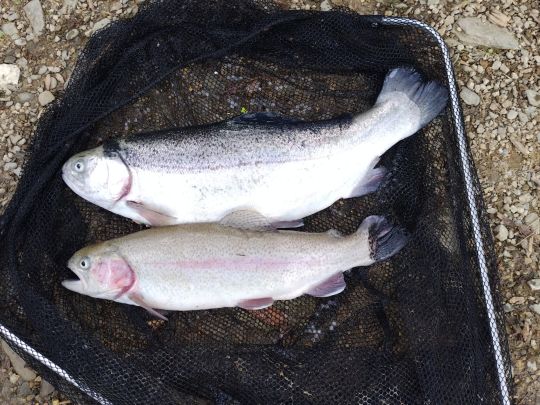 Regenbogenforelle