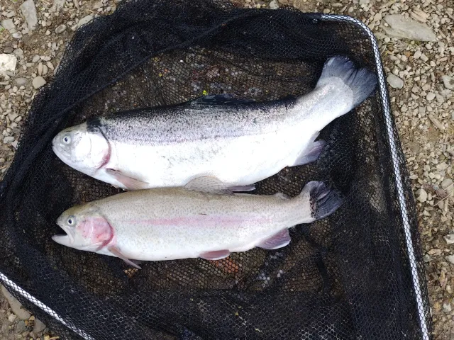 Regenbogenforelle