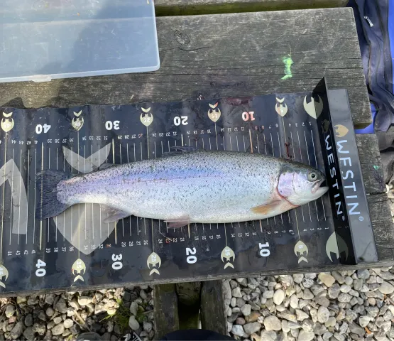 Regenbogenforelle