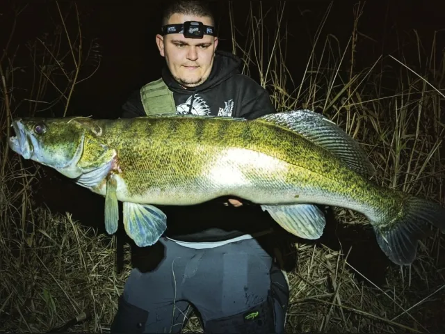 Zander