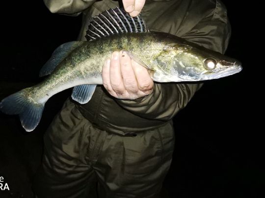 Zander-3