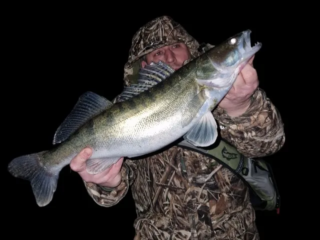 Zander