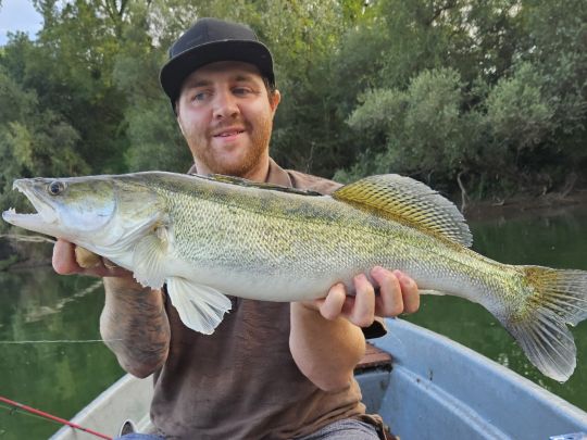 Zander