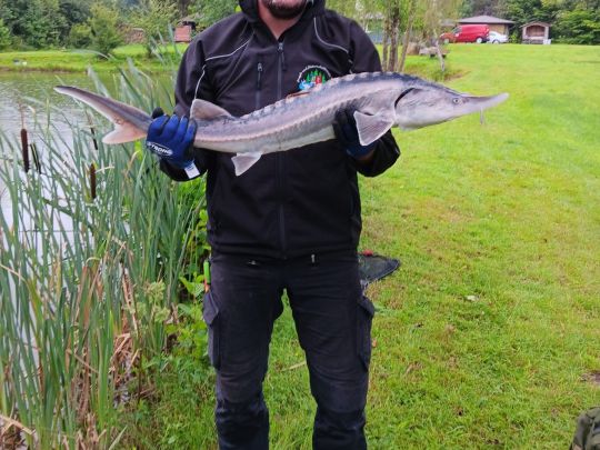 Stör