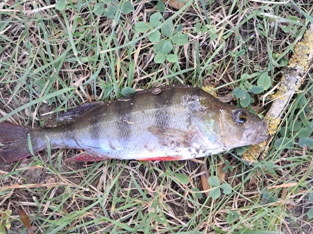 Flussbarsch