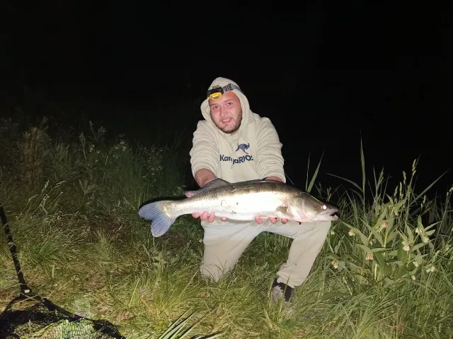 Zander