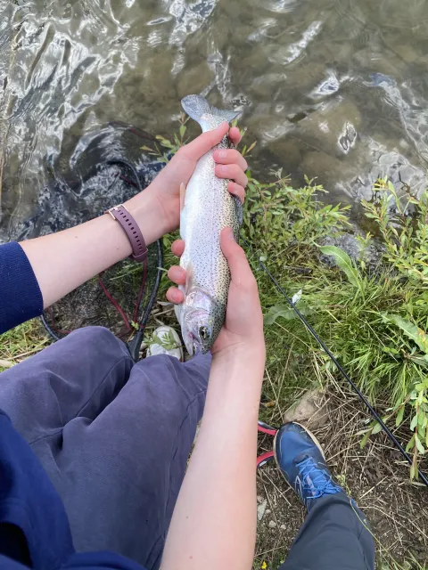 Regenbogenforelle
