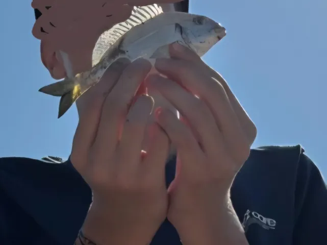 Dorade