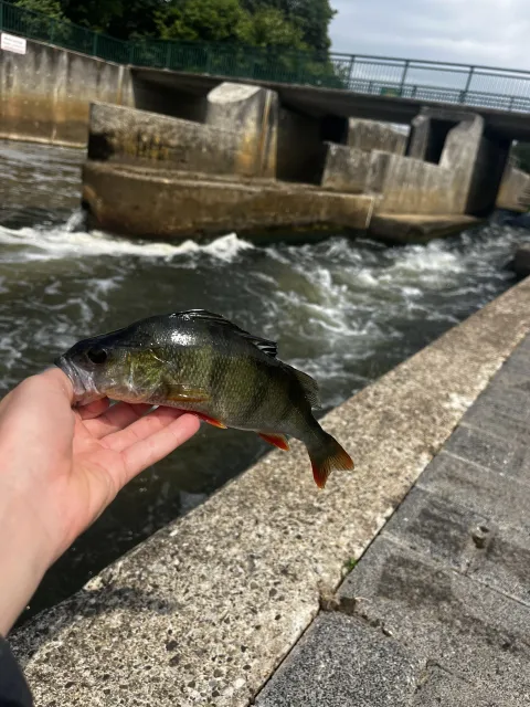 Flussbarsch
