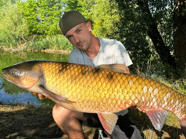 Graskarpfen