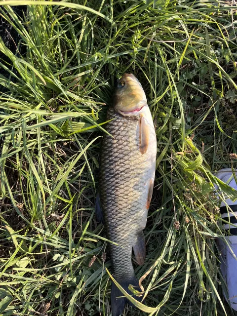 Döbel