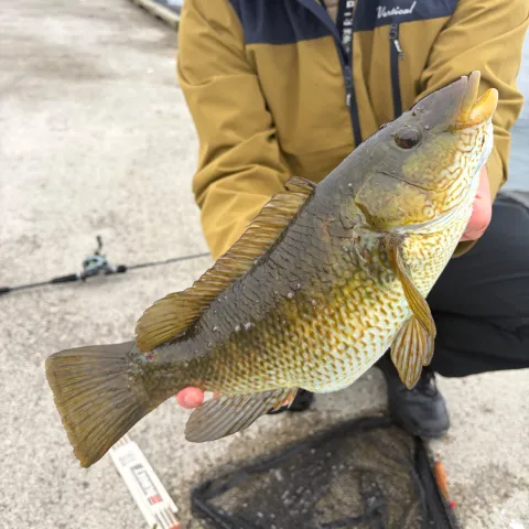Lippfisch