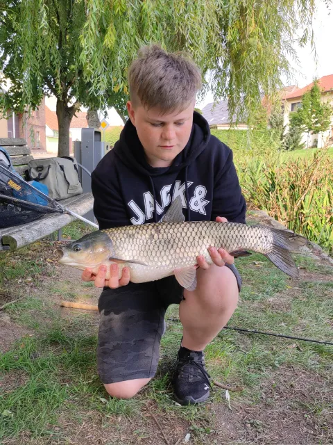 Graskarpfen