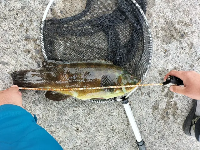 Lippfisch