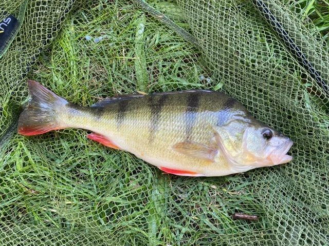 Flussbarsch