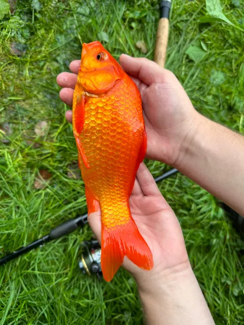 Goldfisch