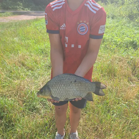 Karausche