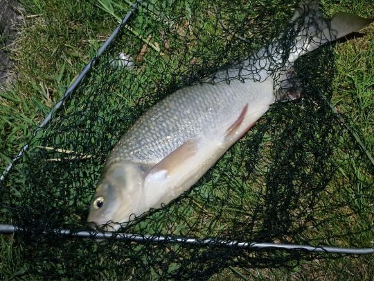 Döbel