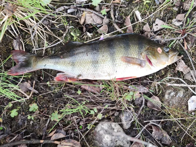 Flussbarsch