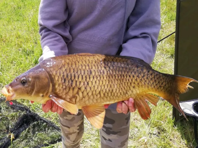 Karpfen
