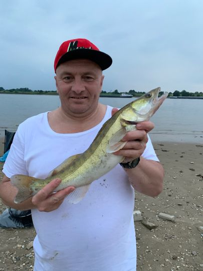 Zander