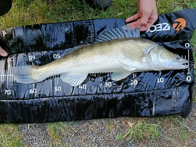 Zander