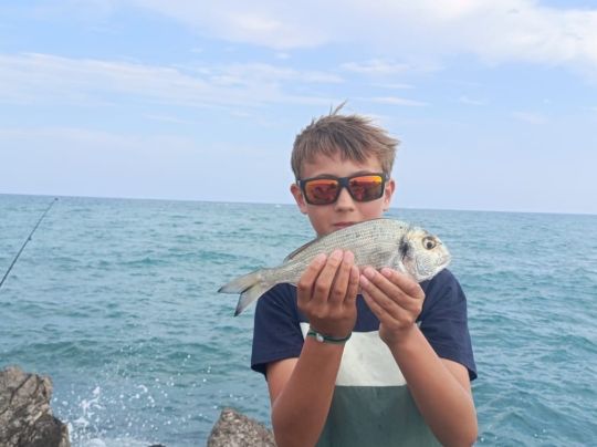 Dorade