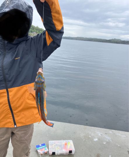 Lippfisch