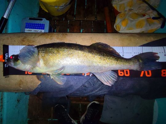 Zander