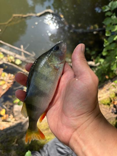 Flussbarsch-0