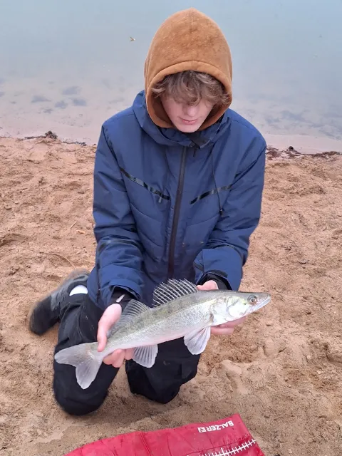 Zander